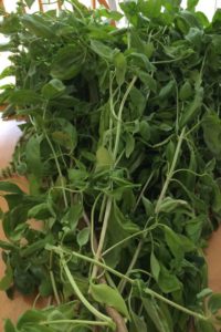 Basil-Harvest-2016