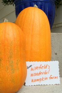 winfields-wonderful-wumpkins