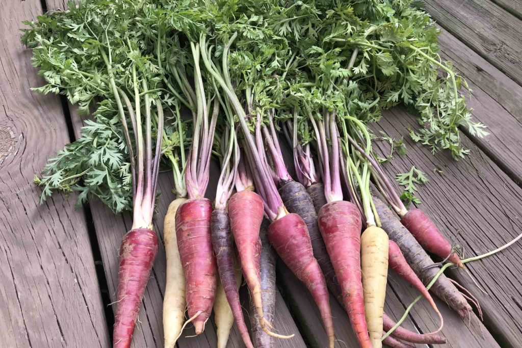 Bunch of Colorful Carrots