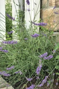 Riegl Palate Lavender