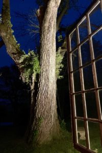 William Penn Tree (Ash)