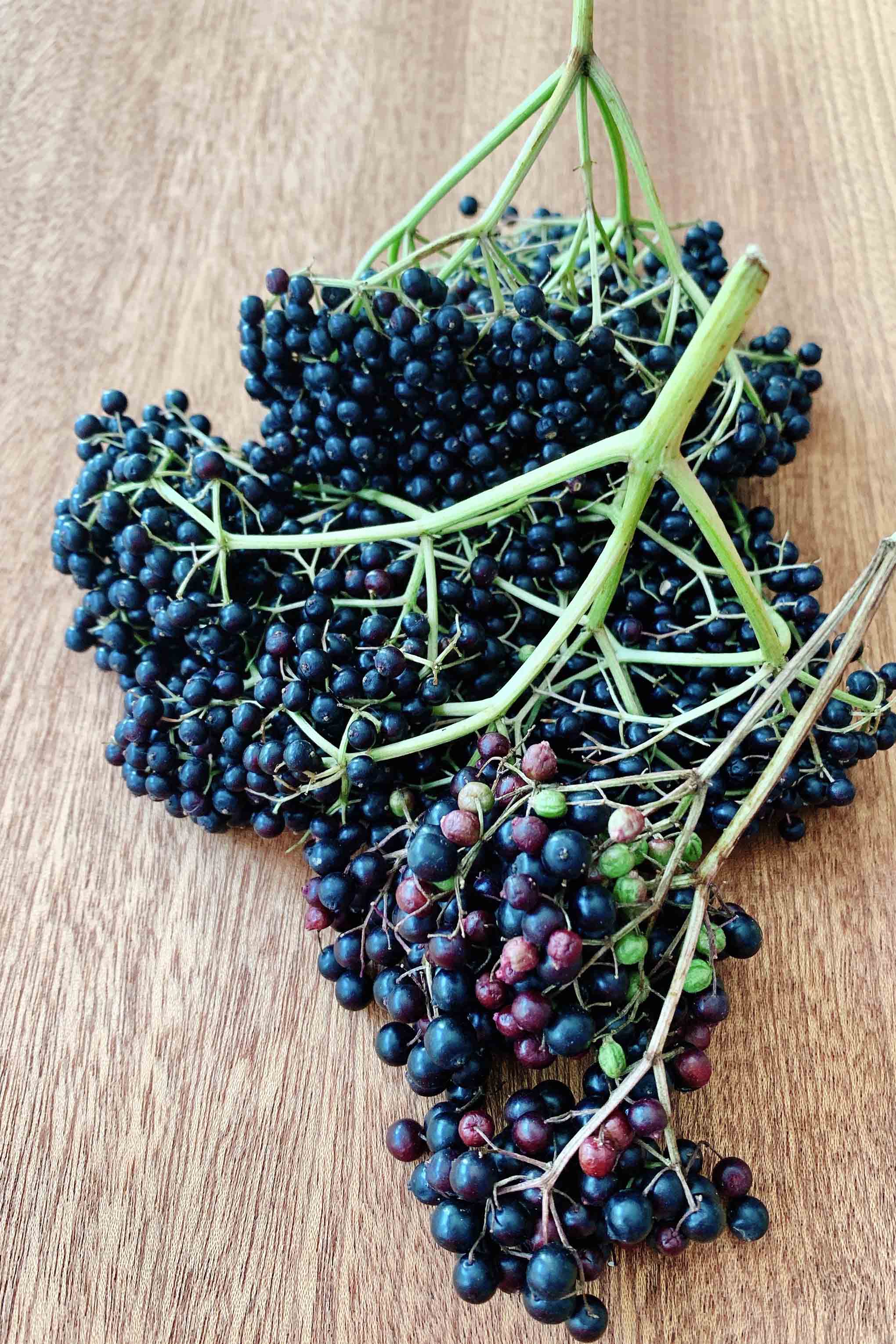 Elderberries Riegl Palate