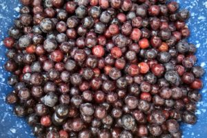 Aronia Berries