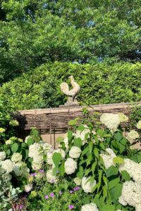 Chanticleer - Rooster