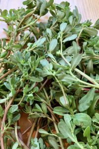 Purslane