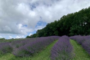 Warwick Furnace Farm - Lavender