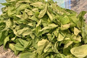 Pile of Basil
